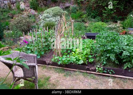 Kleine Hochbeet Anbau Kartoffeln Erbsen breite Bohnen Mangold in einem ländlichen Hintergarten Frühlingswärmewelle im Mai 2025 Wales Großbritannien Großbritannien KATHY DEWITT Stockfoto