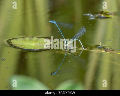 Azure Damselfly, Coenagrion puella, männliche und weibliche Eier in einem Teich legen, Dumfries und Galloway, Schottland Stockfoto