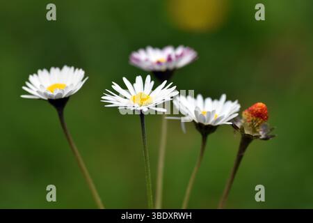 Gruppe von Gänseblümchen (Bellis perennis) mit grünem Hintergrund. Stockfoto
