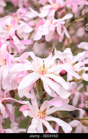 Magnolia x loebneri Leonard Messel Laubstrauch, kleiner Baum mit charakteristischen rosa Blüten im Frühjahr. UK Stockfoto