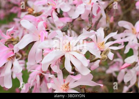 Magnolia x loebneri Leonard Messel Laubstrauch, kleiner Baum mit charakteristischen rosa Blüten im Frühjahr. UK Stockfoto