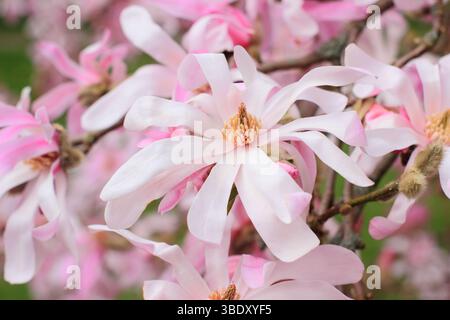Magnolia x loebneri Leonard Messel Laubstrauch, kleiner Baum mit charakteristischen rosa Blüten im Frühjahr. UK Stockfoto