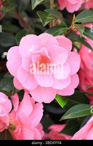Kamelie x williamsii-Spende, halb doppelt rosa Blüten im Frühjahr. Blumen erscheinen im Spätwinter. UK Stockfoto