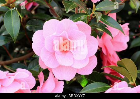 Kamelie x williamsii-Spende, halb doppelt rosa Blüten im Frühjahr. Blumen erscheinen im Spätwinter. UK Stockfoto