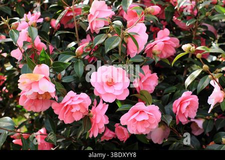 Kamelie x williamsii-Spende, halb doppelt rosa Blüten im Frühjahr. Blumen erscheinen im Spätwinter. UK Stockfoto