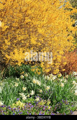 Forsythia-Baum mit Narzissen, Pulmonaria Lewis Palmer und Spiraea japonica Magic Carpet in einem lebhaften Frühlingsgarten. UK Stockfoto