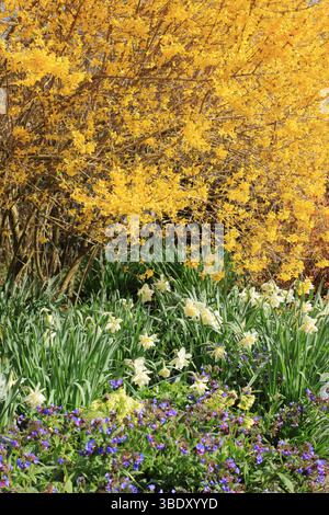 Forsythia-Baum mit Narzissen, Primeln und Pulmonaria Lewis Palmer in einem lebhaften Frühlingsgarten. UK Stockfoto