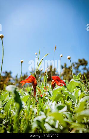 Leuchtend rote Wildblumen in üppigem grünem Gras, Nahaufnahme in der Nähe von Kojori, Georgia, perfekt für botanische und naturnahe Konzepte Stockfoto