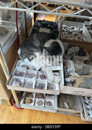 Eine Katze, die auf einer Schachtel mit Steinen auf einem Regal in einem Steinladen schläft. Stockfoto