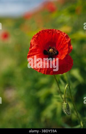 Ein lebhaftes Feld roter Mohnblumen erstreckt sich bis in die Ferne unter einem klaren blauen Himmel Stockfoto