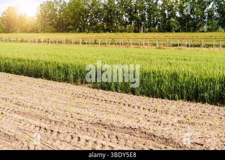 Jungweizen und Maissämlinge Ackerland Stockfoto