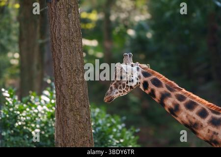Eine Giraffe mit langem Hals, markanten braunen Flecken auf hellerem Hintergrund Stockfoto