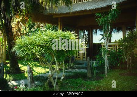 Der Eingang einer Bambusvilla, umgeben von einem tropischen Garten und einem Steinweg Stockfoto
