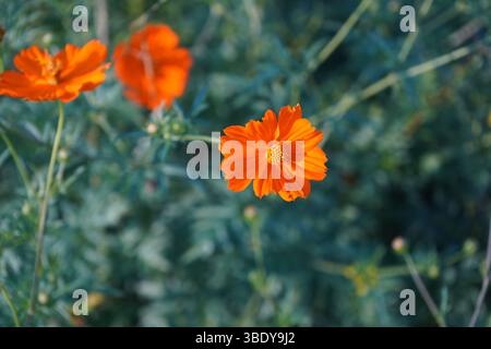 Cosmos sulfureus ist eine blühende Pflanze aus der Familie der Sonnenblumengewächse, auch bekannt als Schwefelkosmos und gelber Kosmos. Stockfoto