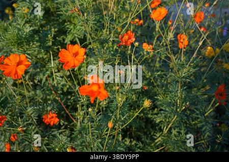 Cosmos sulfureus ist eine blühende Pflanze aus der Familie der Sonnenblumengewächse, auch bekannt als Schwefelkosmos und gelber Kosmos. Stockfoto