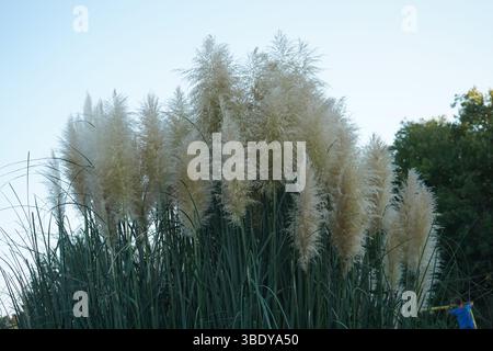 Cortaderia selloana ist eine blühende Pflanzenart aus der Familie der Poaceae. Ihr gebräuchlicher Name ist Pampasgras und ist im südlichen Südamerika beheimatet. Stockfoto