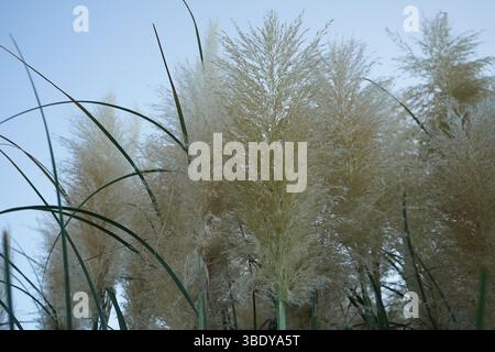 Cortaderia selloana ist eine blühende Pflanzenart aus der Familie der Poaceae. Ihr gebräuchlicher Name ist Pampasgras und ist im südlichen Südamerika beheimatet. Stockfoto