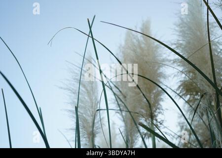 Cortaderia selloana ist eine blühende Pflanzenart aus der Familie der Poaceae. Ihr gebräuchlicher Name ist Pampasgras und ist im südlichen Südamerika beheimatet. Stockfoto