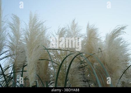 Cortaderia selloana ist eine blühende Pflanzenart aus der Familie der Poaceae. Ihr gebräuchlicher Name ist Pampasgras und ist im südlichen Südamerika beheimatet. Stockfoto