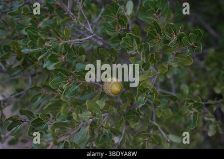 Quercus coccifera, die Kermes-Eiche oder auch bekannt als Palestine-Eiche, ist ein Eichenstrauch oder Baum im Abschnitt Ilex der Gattung. Stockfoto