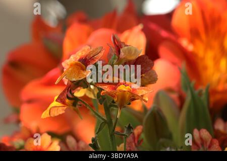 Nahaufnahme der dreifarbigen Sunsatia Blood Orange Nemesia Blüten mit roten, orangen und gelben Blüten, die vor einem verschwommenen Hintergrund blühen Stockfoto