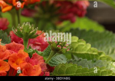 Nahaufnahme der Lantana Camara Landmark Sunrise Rose Blütenknospen mit gelben, orangen und rosa Blüten und grünem Laub mit verschwommenem Hintergrund Stockfoto