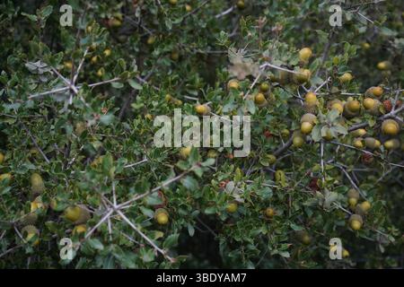 Quercus coccifera, die Kermes-Eiche oder auch bekannt als Palestine-Eiche, ist ein Eichenstrauch oder Baum im Abschnitt Ilex der Gattung. Stockfoto