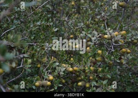 Quercus coccifera, die Kermes-Eiche oder auch bekannt als Palestine-Eiche, ist ein Eichenstrauch oder Baum im Abschnitt Ilex der Gattung. Stockfoto