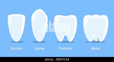 Menschliche Zahntypen. Die zahnärztliche Karikaturabbildung. Vektor . Stock Vektor