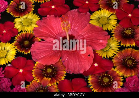 Blumen, Insel Ishigaki, Präfektur Okinawa, Japan, Asien. Stockfoto