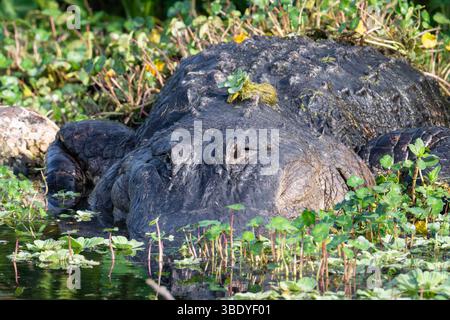 Ein riesiger amerikanischer Alligator liegt am Ufer des Lake Apopka Wildlife Drive in Florida. Stockfoto