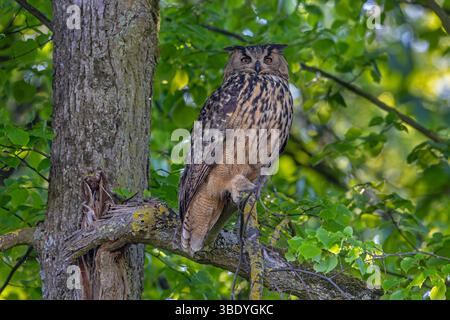 Eurasischer Uhu / Europäischer Uhu (Bubo bubo) im Frühling im Baum im Laubwald Stockfoto