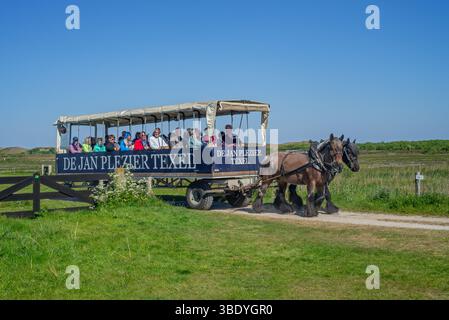 Zwei belgische Zugpferde ziehen de Jan Plezier Texel, überdachten Wagen mit Touristen, auf Besichtigungstour in de Slufter, Nordholland, Niederlande Stockfoto