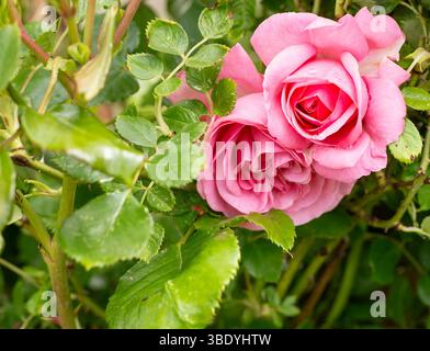 Leuchtende rosa Rosen in voller Blüte umgeben von üppig grünen Blättern in einer Gartenumgebung Stockfoto