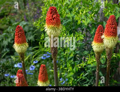 Leuchtend rote und gelbe Fackellilien (rote Hot Pokers) blühen vor üppig grünem Laub in einem lebhaften Sommergarten Stockfoto