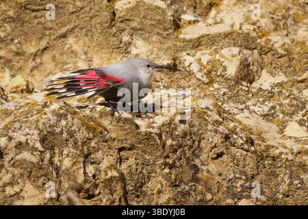Der Wallkrieper ist ein seltener und schwer fassbarer Bergvogel mit markanten karmesinroten Flügeln, oft gesehen, wie er senkrechte Felswände auf der Suche nach Insekten in rauer Umgebung erklimmt Stockfoto