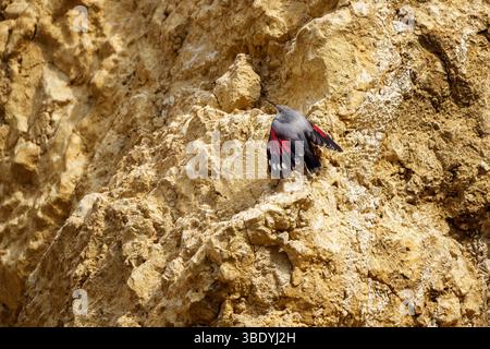 Der Wallkrieper ist ein seltener und schwer fassbarer Bergvogel mit markanten karmesinroten Flügeln, oft gesehen, wie er senkrechte Felswände auf der Suche nach Insekten in rauer Umgebung erklimmt Stockfoto