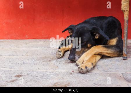 Atontonilco, Mexiko - 29. Mai 2016: Ein Hund schläft auf dem Boden neben einer roten Mauer, benutzt seine Pfoten als Kissen und sucht Ruhe und Komfort. Stockfoto