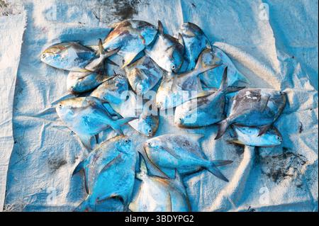 Pomfret Fisch, Marktstand mit frisch gefangenen Meeresfrüchten in Kochi, Indien, Fischindustrie am Arabischen Meer, Blauer Butterfisch, pampus, Trachinotus Block Stockfoto