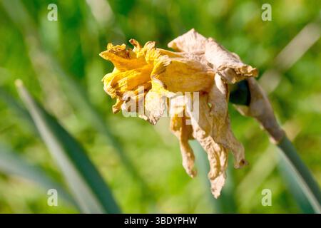 Narzissen (Narzissus pseudonarcissus), Nahaufnahme einer einzelnen isolierten sterbenden oder toten Blume, die Blütenblätter verwelken und schrumpfen in der Frühlingssonne. Stockfoto