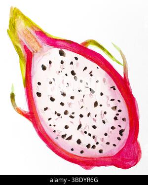 Botanische Illustration der Drachenfrucht mit Aquarell. Handgezeichnetes tropisches exotisches pitaya-Gemälde. Zeichnung für süße Speisen. Halb Pitahaya Stockfoto
