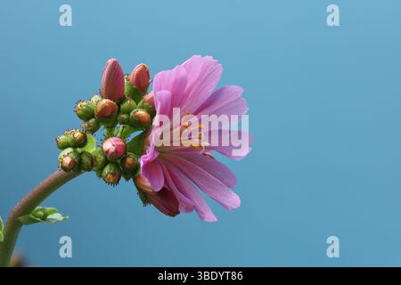 Nahaufnahme von Lewisia cotyledon – blühende Pflanzenart mit einer Blume und Knospen. Foto mit maximaler Schärfentiefe auf hellblauem Hintergrund. Stockfoto