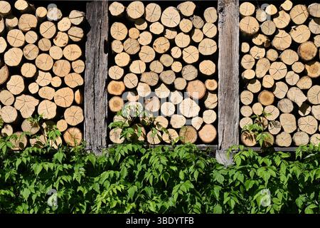 Stapel von Holzstämmen an einer rustikalen Wand mit grünen Blättern im Vordergrund Stockfoto