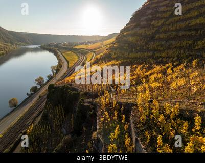 Weinbergsterrassen im Moseltal bei Sonnenuntergang, Drohnenaufnahmen, berühmte deutsche Moselrebe Moselfluß Stockfoto