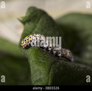 Königskerze Falter Raupe Stockfoto