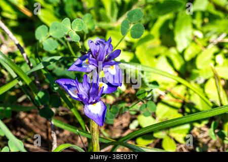 Violet Iris xiphium, bekannt als die spanische Iris an der Algarve Küste in Portugal. Sie ist eine Iris aus Spanien und Portugal. Stockfoto