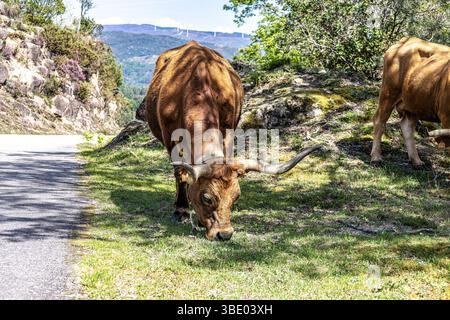 Die Cachena-Kuh im Nationalpark Peneda-Geres in Nordportugal. Es handelt sich um eine traditionelle portugiesische Bergrinderrasse, die sich hervorragend für ihr Fleisch und ihre Tracti eignet Stockfoto