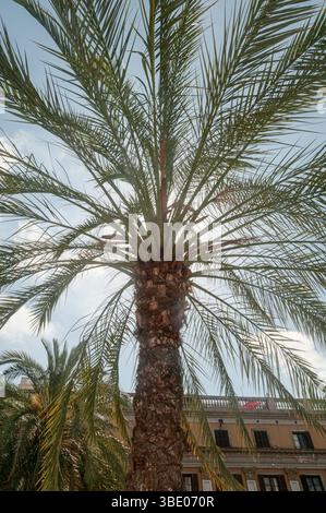 Eine Palme auf dem Platz der Plaza Reial im gotischen Viertel des Stadtzentrums von Barcelona. Der Platz Reial befindet sich neben La Rambla. Stockfoto