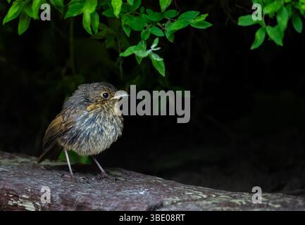 Junger Europäischer rotkehlvogel 'Erithacus rubecula', der unter der Hecke steht und vor dunklem Hintergrund isoliert ist. Dublin, Irland Stockfoto