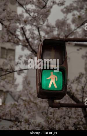 LED-Fußgängersignal mit einem grünen Walking-Symbol vor dem Hintergrund von Kirschblütenzweigen in Kyoto, Japan Stockfoto